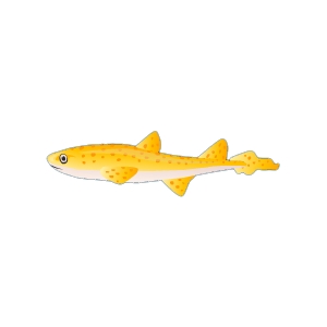 Yellow Baby Catshark